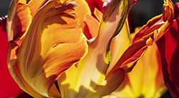 FLAMING PARROT TULIP